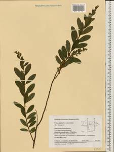 Chamaedaphne calyculata (L.) Moench, Eastern Europe, Central region (E4) (Russia)