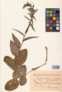 Epipactis helleborine (L.) Crantz, Eastern Europe, Lithuania (E2a) (Lithuania)