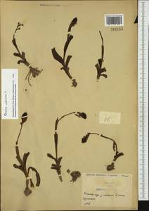 Neotinea ustulata (L.) R.M.Bateman, Pridgeon & M.W.Chase, Western Europe (EUR) (Serbia)