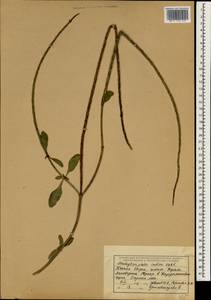 Stachytarpheta indica (L.) Vahl, South Asia, South Asia (Asia outside ex-Soviet states and Mongolia) (ASIA) (India)