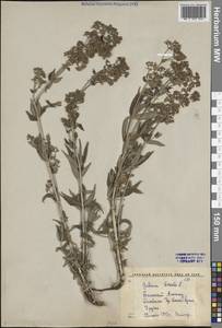 Galium boreale L., Middle Asia, Western Tian Shan & Karatau (M3) (Kyrgyzstan)
