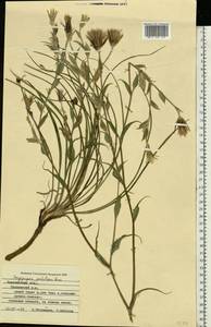 Tragopogon podolicus Besser ex DC., Eastern Europe, Central forest-and-steppe region (E6) (Russia)