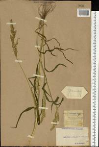 Echinochloa crus-galli (L.) P.Beauv., Eastern Europe, South Ukrainian region (E12) (Ukraine)