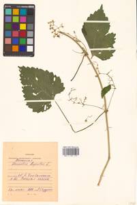Humulus lupulus L., Siberia, Russian Far East (S6) (Russia)