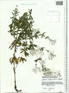 Galium intermedium Schult., Eastern Europe, Moscow region (E4a) (Russia)