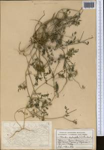 Torilis leptophylla (L.) Rchb. fil., Middle Asia, Pamir & Pamiro-Alai (M2) (Uzbekistan)