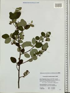 Cotoneaster melanocarpus G. Lodd., Siberia, Baikal & Transbaikal region (S4) (Russia)