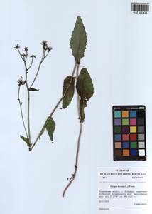 Crepis lyrata (L.) Froel., Siberia, Altai & Sayany Mountains (S2) (Russia)