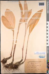 Allium microdictyon Prokh., Mongolia (MONG) (Mongolia)