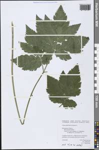 Chaerophyllum hirsutum L., Eastern Europe, Central region (E4) (Russia)