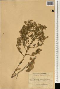 Lactuca sativa L., South Asia, South Asia (Asia outside ex-Soviet states and Mongolia) (ASIA) (China)
