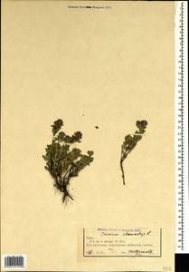 Teucrium chamaedrys L., Crimea (KRYM) (Russia)