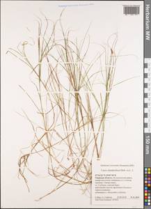 Carex chordorrhiza L.f., Eastern Europe, North-Western region (E2) (Russia)