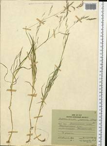 Muhlenbergia japonica Steud., Siberia, Russian Far East (S6) (Russia)