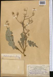 Lactuca crassicaulis (Beauverd), Middle Asia, Western Tian Shan & Karatau (M3) (Kyrgyzstan)