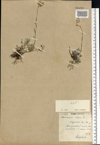 Antennaria alpina (L.) Gaertn., Eastern Europe, Northern region (E1) (Russia)