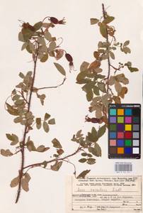 Rosa acicularis Lindl., Eastern Europe, Northern region (E1) (Russia)