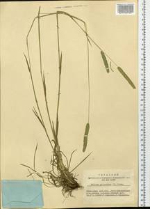 Phleum phleoides (L.) H.Karst., Siberia, Altai & Sayany Mountains (S2) (Russia)