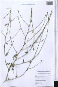 Lactuca orientalis subsp. orientalis, Middle Asia, Pamir & Pamiro-Alai (M2) (Kyrgyzstan)