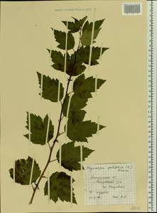 Physocarpus opulifolius (L.) Maxim., Eastern Europe, Central forest region (E5) (Russia)