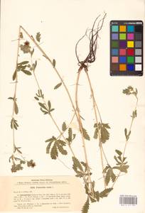 Potentilla recta L., Eastern Europe, Middle Volga region (E8) (Russia)