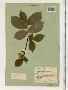Ulmus glabra subsp. glabra, Eastern Europe, Central region (E4) (Russia)
