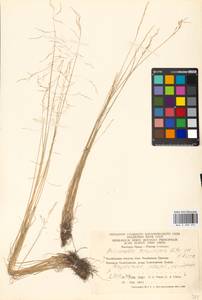 Puccinellia tenuissima (Litv. ex V.I.Krecz.) Pavlov, Eastern Europe, Eastern region (E10) (Russia)