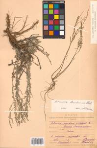 MHA0173458_1, Artemisia lercheana Weber ex Stechm., Middle Asia, Caspian Ustyurt & Northern Aralia (M8) (Kazakhstan)