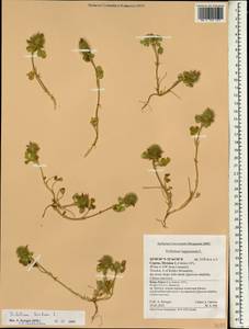 Trifolium hirtum All., South Asia, South Asia (Asia outside ex-Soviet states and Mongolia) (ASIA) (Cyprus)