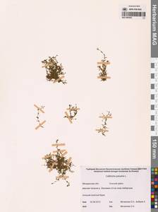 Callitriche palustris L., Siberia, Chukotka & Kamchatka (S7) (Russia)