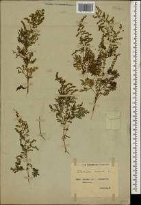 Artemisia annua L., Caucasus, Georgia (K4) (Georgia)