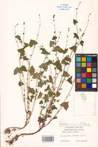 Fagopyrum tataricum (L.) Gaertn., Eastern Europe, Moscow region (E4a) (Russia)
