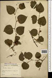 Smilax excelsa L., Caucasus, Black Sea Shore (from Novorossiysk to Adler) (K3) (Russia)