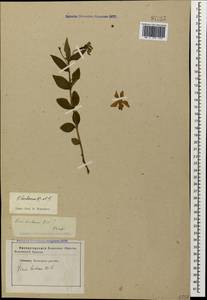 Vinca herbacea Waldst. & Kit., Caucasus, Stavropol Krai, Karachay-Cherkessia & Kabardino-Balkaria (K1b) (Russia)