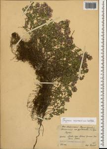 Thymus praecox subsp. caucasicus (Willd. ex Ronniger) Jalas, Caucasus, South Ossetia (K4b) (South Ossetia)