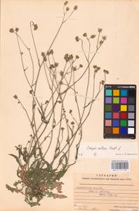 Crepis setosa Hallier fil., Eastern Europe, West Ukrainian region (E13) (Ukraine)