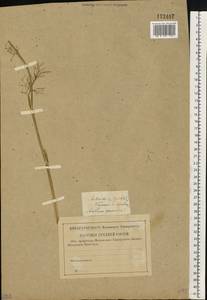 Anethum graveolens L., Eastern Europe, Central forest-and-steppe region (E6) (Russia)