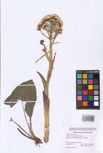Petasites spurius (Retz.) Rchb., Eastern Europe, Middle Volga region (E8) (Russia)