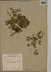 Potentilla cinerea subsp. incana (G. Gaertn., B. Mey. & Scherb.) Asch., Western Europe (EUR) (Poland)