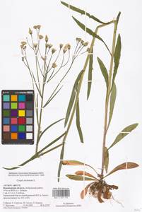 Crepis tectorum L., Eastern Europe, Central forest-and-steppe region (E6) (Russia)