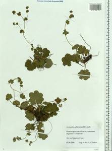 Alchemilla gibberulosa H. Lindb., Eastern Europe, Volga-Kama region (E7) (Russia)