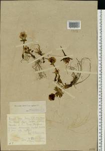 Ranunculus sulphureus Sol. ex J. B. Phipps, Eastern Europe, Northern region (E1) (Russia)