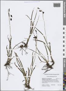 Carex podocarpa R.Br., Siberia, Baikal & Transbaikal region (S4) (Russia)