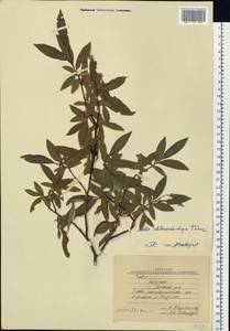 Salix rhamnifolia subsp. rhamnifolia, Siberia, Yakutia (S5) (Russia)