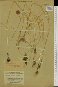 Allium schoenoprasum L., Siberia, Baikal & Transbaikal region (S4) (Russia)