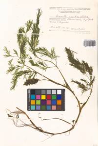 Oenanthe aquatica (L.) Poir., Eastern Europe, Moscow region (E4a) (Russia)