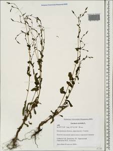 Lactuca serriola L., Eastern Europe, Central forest region (E5) (Russia)