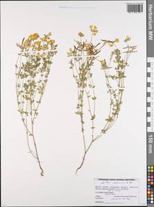 Lotus corniculatus L., Eastern Europe, Belarus (E3a) (Belarus)