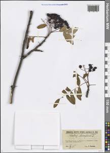 Sorbus aucuparia L., Eastern Europe, North-Western region (E2) (Russia)