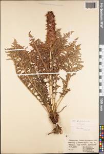 Pedicularis olgae Regel, Middle Asia, Pamir & Pamiro-Alai (M2) (Uzbekistan)